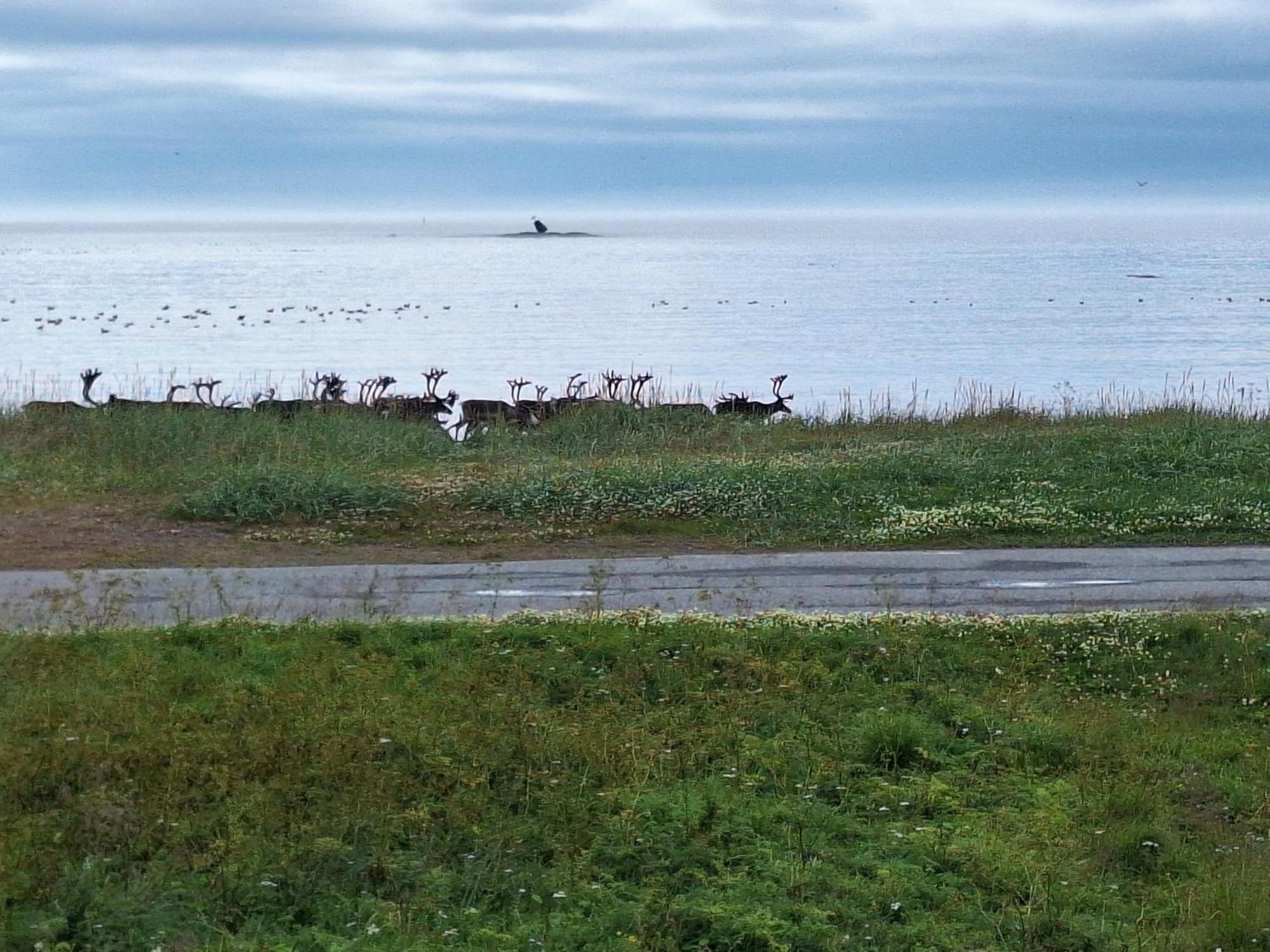 Feriehus Ved Barentshavet - Holiday Home By The Barents Sea Ytre Kiberg Kültér fotó
